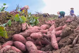 Vinh Long exports first batch of sweet potatoes to China