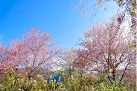 Forest peaches showing beauty in Yen Bai