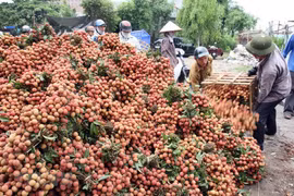 Hai Duong works to ensure smooth lychee sales