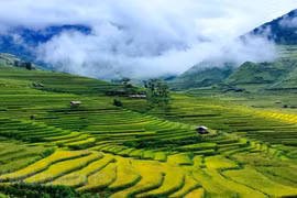 Tourists flock to Mu Cang Chai for ripened rice season ​