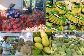 Diversification drives growth in Vietnam’s agricultural exports: HSBC