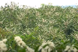 Alluring coffee flower season in Son La