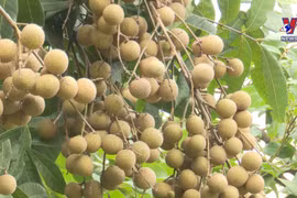 Hung Yen offers fascinating tours of longan orchards