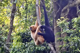 Vietnam makes efforts in wildlife protection 
