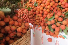 Lychee export value increases 126 per cent this year