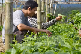 HCM City to mobilize 40 trillion VND for new rural development 