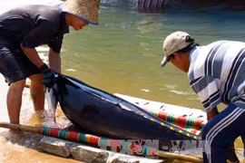 Khanh Hoa’s fishermen trained to protect dolphins