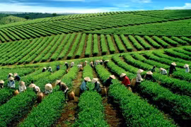VN tea exporters enjoy record year