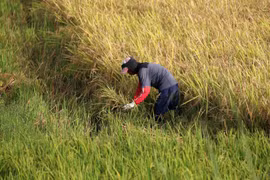 Philippines eyes faster farm output growth in 2017