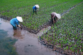 Tuyen Quang to grow 11,400 ha of forests in 2017