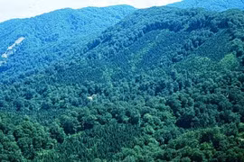 Forest coverage to rise to 47.25 percent in 2017