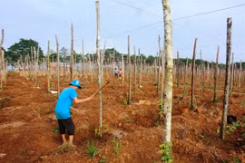 Dak Nong: Pepper farmers, enterprises urged to team up