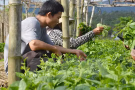 Vietnam, Israel develop supply chain of farm produce 