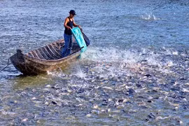 Mekong Delta sustainable development solutions identified