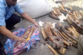 Ivories, tusks seized at Noi Bai international airport