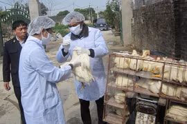 Vigilance urged for disease outbreaks during lunar New Year, festivals