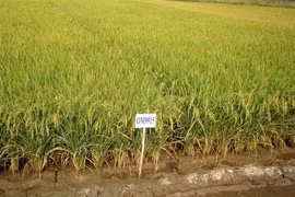 Delta farmers switch to drought-resistant crops