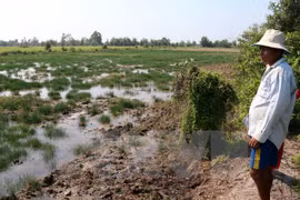 Mekong Delta provinces tackle saltwater intrusion 