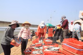Ha Tinh offers temporary support to residents hit by mass fish deaths
