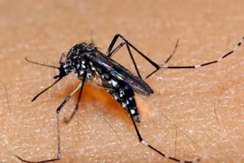 Taiwanese man contracts Zika virus after returning from Vietnam