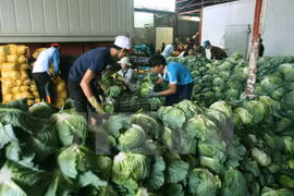 Hanoi to export agricultural products to Japan, Malaysia