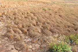 WB loans Vietnam 90 million USD to cope with climate change