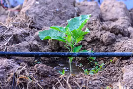 Advanced irrigation technology reaches nearly 144,000 hectares