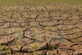 Deputy PM directs south-central region to prevent drought 