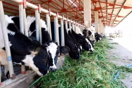 Large-scale cow breeding project launched in Ha Tinh 