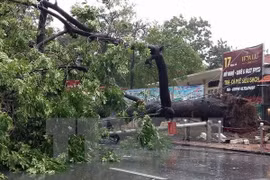 Typhoon causes havoc in northern localities 