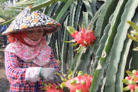 Dragonfruit paves way for Vietnam’s fruit exports to Thailand
