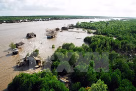 Ca Mau to boost ecological shrimp farming 