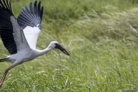 Endangered Asian openbill storks spotted in Lao Cai