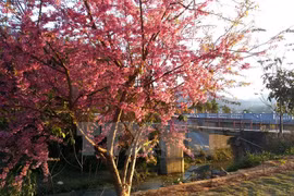 Japanese cherry trees take root in Da Nang