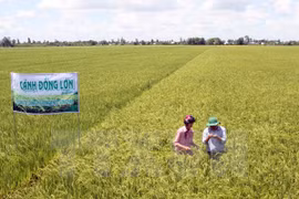 Ca Mau expands large-scale fields 