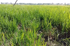 Thousands of hectares of rice face saline intrusion 