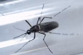 Malaysia: Zika-infected patient dies of heart disease complications