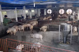 Hanoi shifts to animal husbandry, agricultural services 
