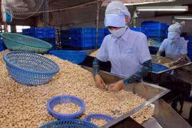 Binh Phuoc builds geographical indications for cashew products