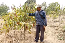 Drought takes toll on coffee plantation in Central Highlands