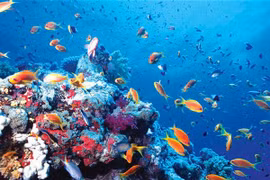 Marine biodiversity conservation needs master plan 