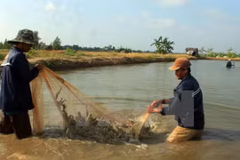 EU supports shrimp value chain development in Vietnam