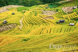 Cultural week of Mu Cang Chai terraced field opens