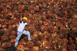Malaysia: El Nino drags down palm oil output