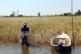 Mekong Delta: Salt intrusion a once-in-a-century disaster