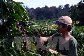 Lam Dong: 3.8 billion VND in support for coffee replanting 