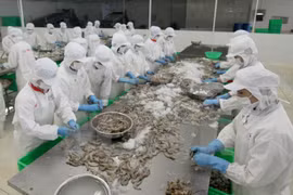 Shrimp export to US expected to thrive