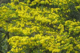 Rare flower on display for festival