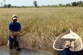 Hau Giang needs 100 billion VND to tackle saline intrusion 