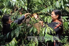 Central Highlands targets sustainable development 